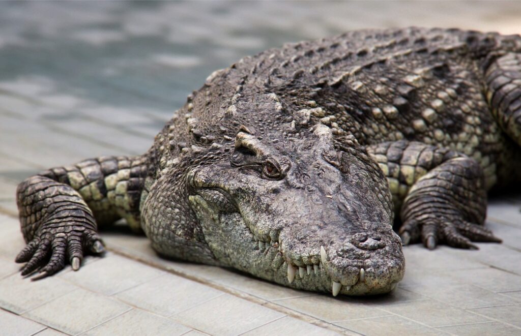 animal, crocodile, reptile-6946070.jpg