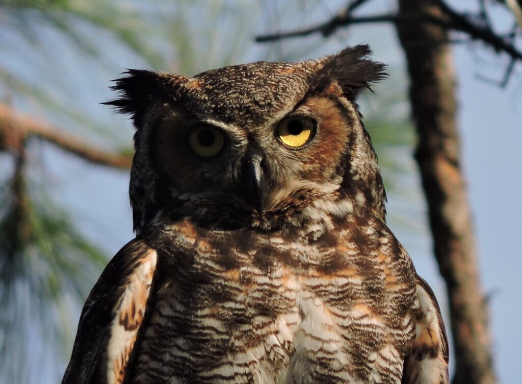 great horned owl, great horned owls, owls-4756695.jpg