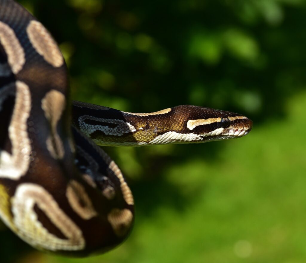 line, ball python, python regius-826673.jpg