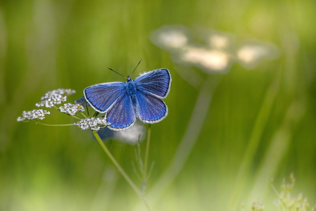 mazarine blue, flower background, butterfly-6405362.jpg