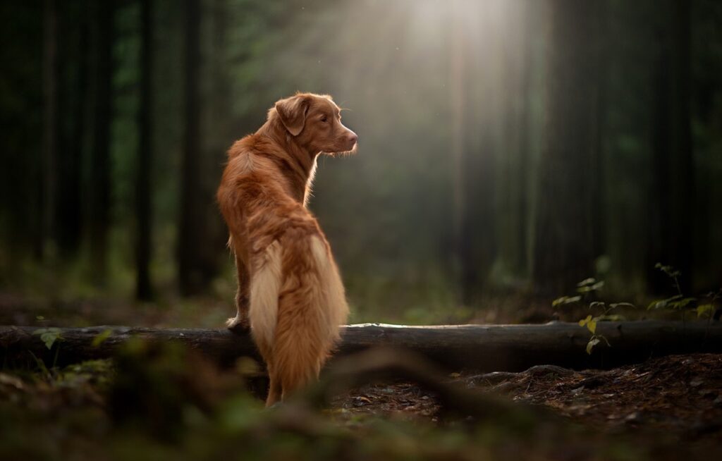 nova scotia duck tolling retriever, dog, nature-5953883.jpg