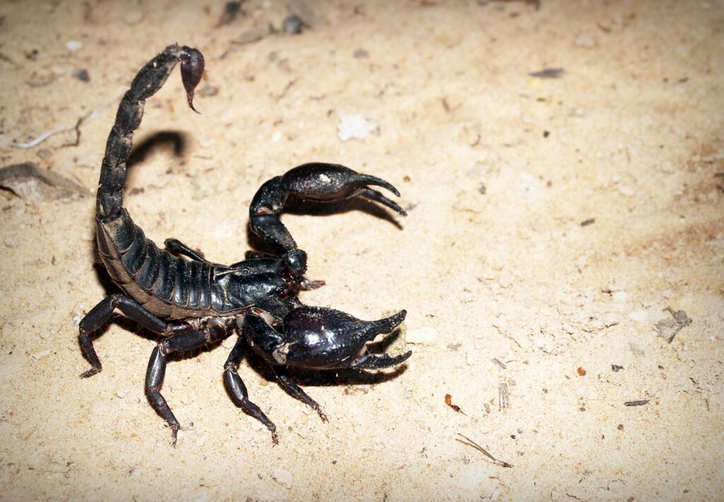 scorpion, deadly, black-931561.jpg