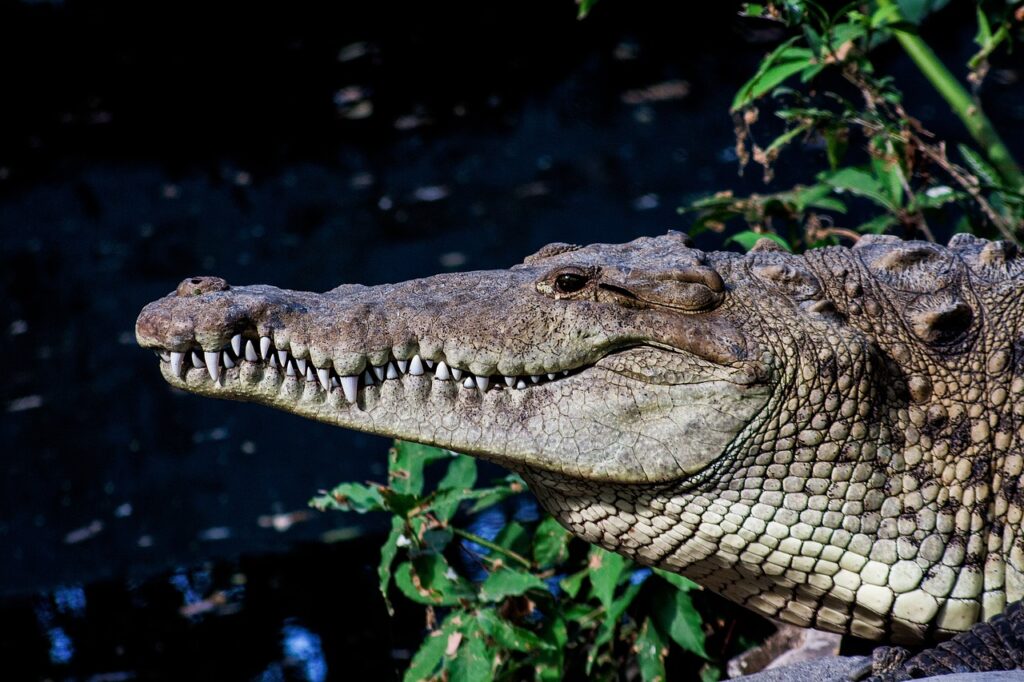 el salvador, crocodile, animal-4158422.jpg