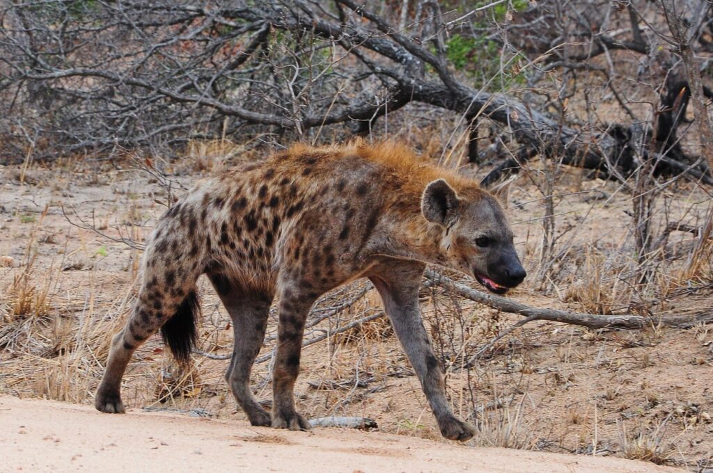 kruger, africa, hyena-2727258.jpg