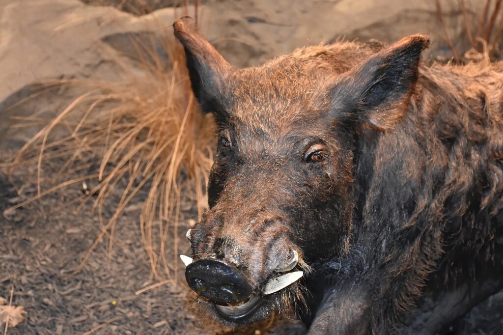 wild boar, pig, mammal-8100809.jpg