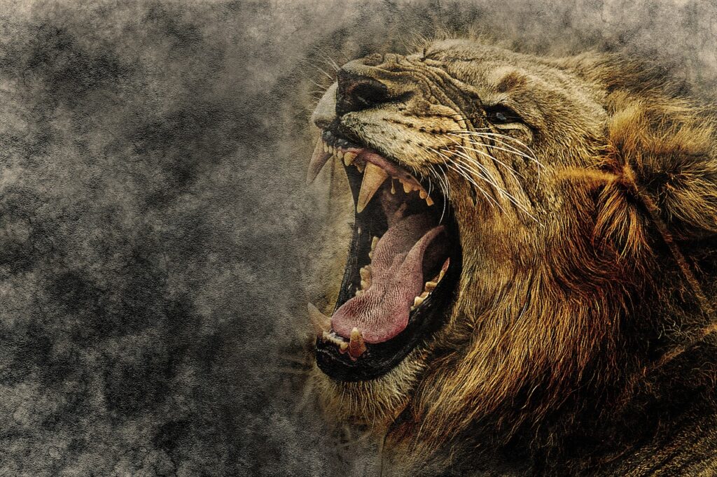 lion, animal, roar-2427389.jpg