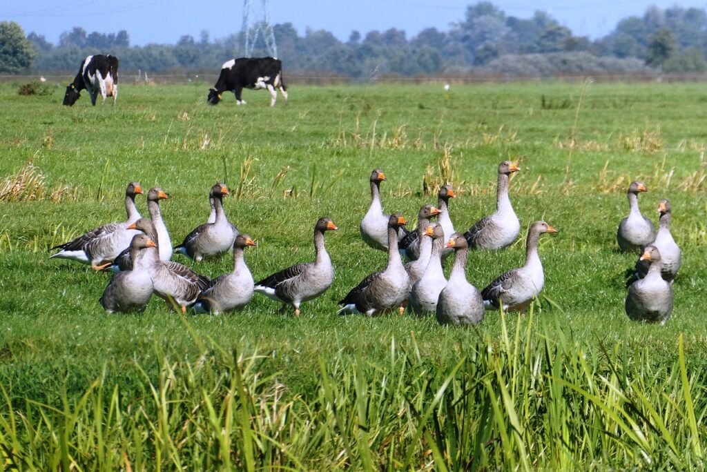 geese, birds, pastures-5964200.jpg