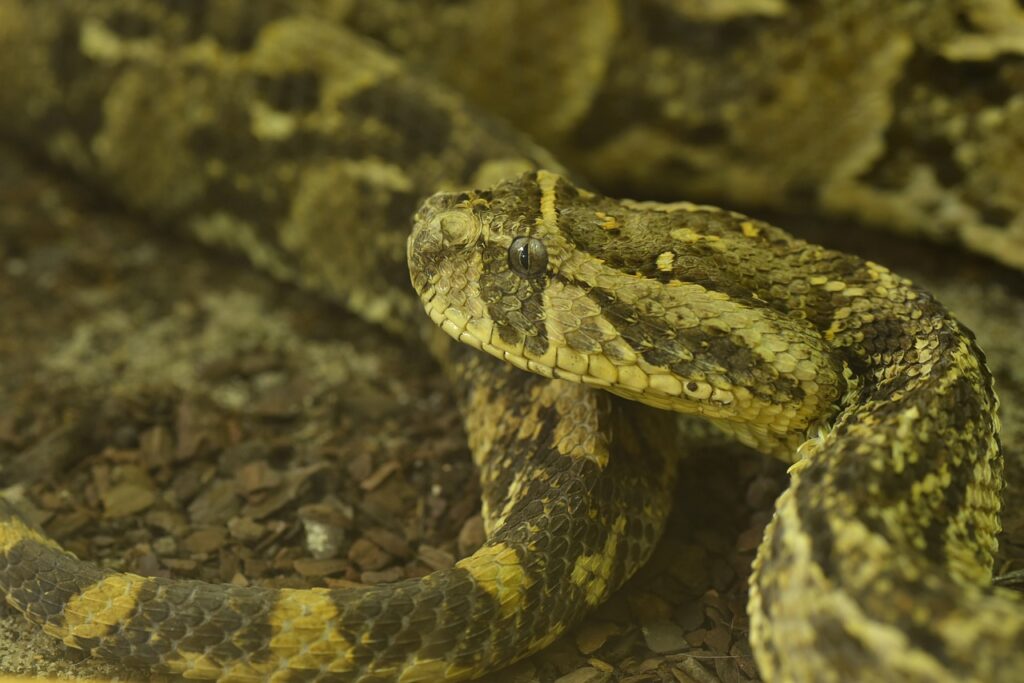 puff adder, bitis arietans, venomous snake-1558232.jpg