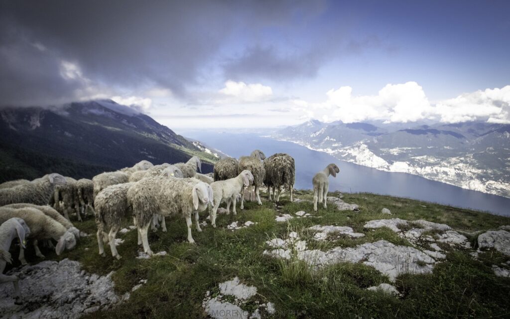 sheep, mountain, view-5387363.jpg